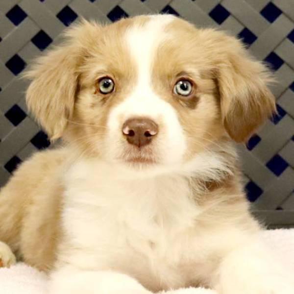 Hank, Adoptable, Puppy Male Australian Shepherd.