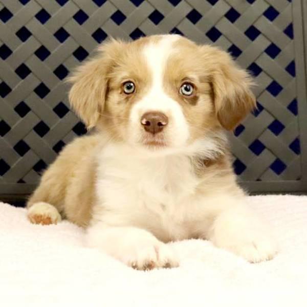 Enlarge Hank, a Adoptable mixed breed in Midland, TX image 2/2