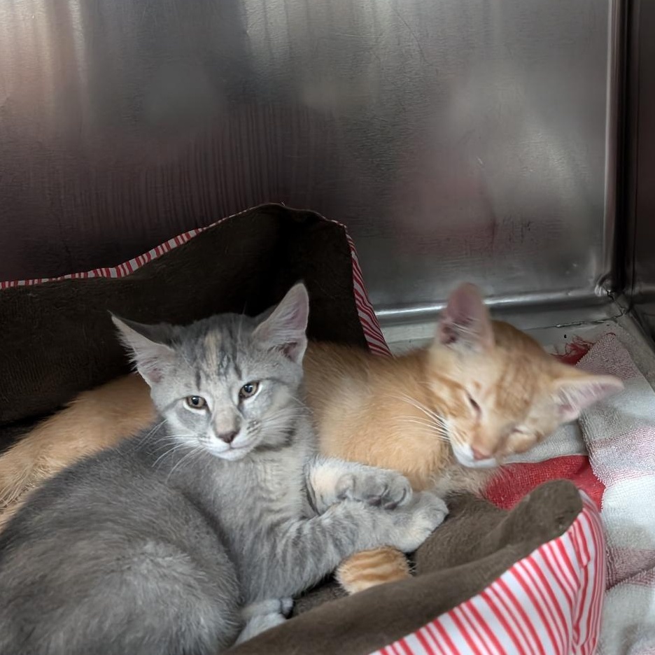 Eagle, an adopted Domestic Short Hair in Reisterstown, MD image 2/3