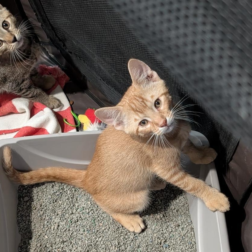Eagle, adopted, Kitten Male Domestic Short Hair.