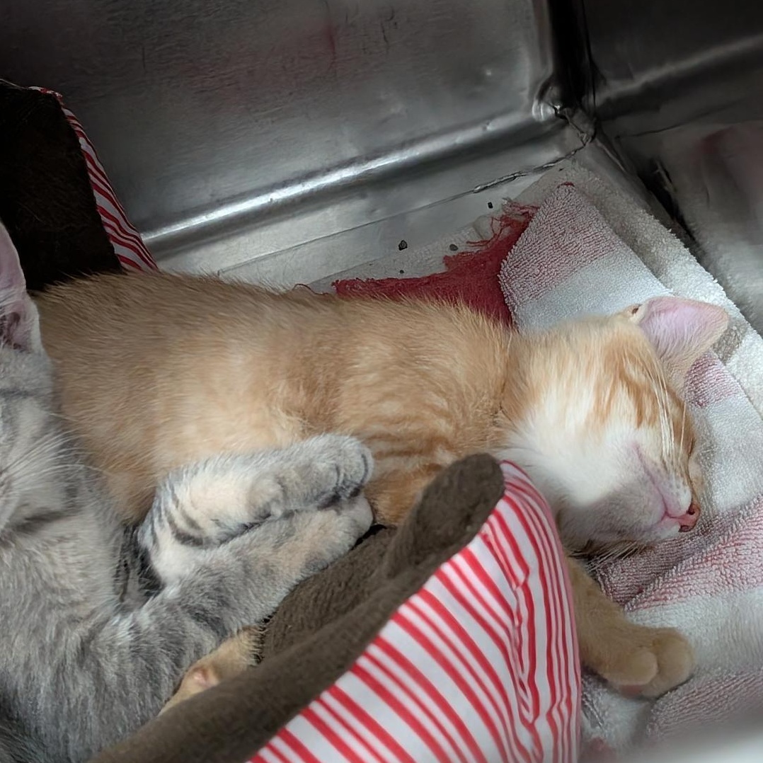 Eagle, an adopted Domestic Short Hair in Reisterstown, MD image 3/3