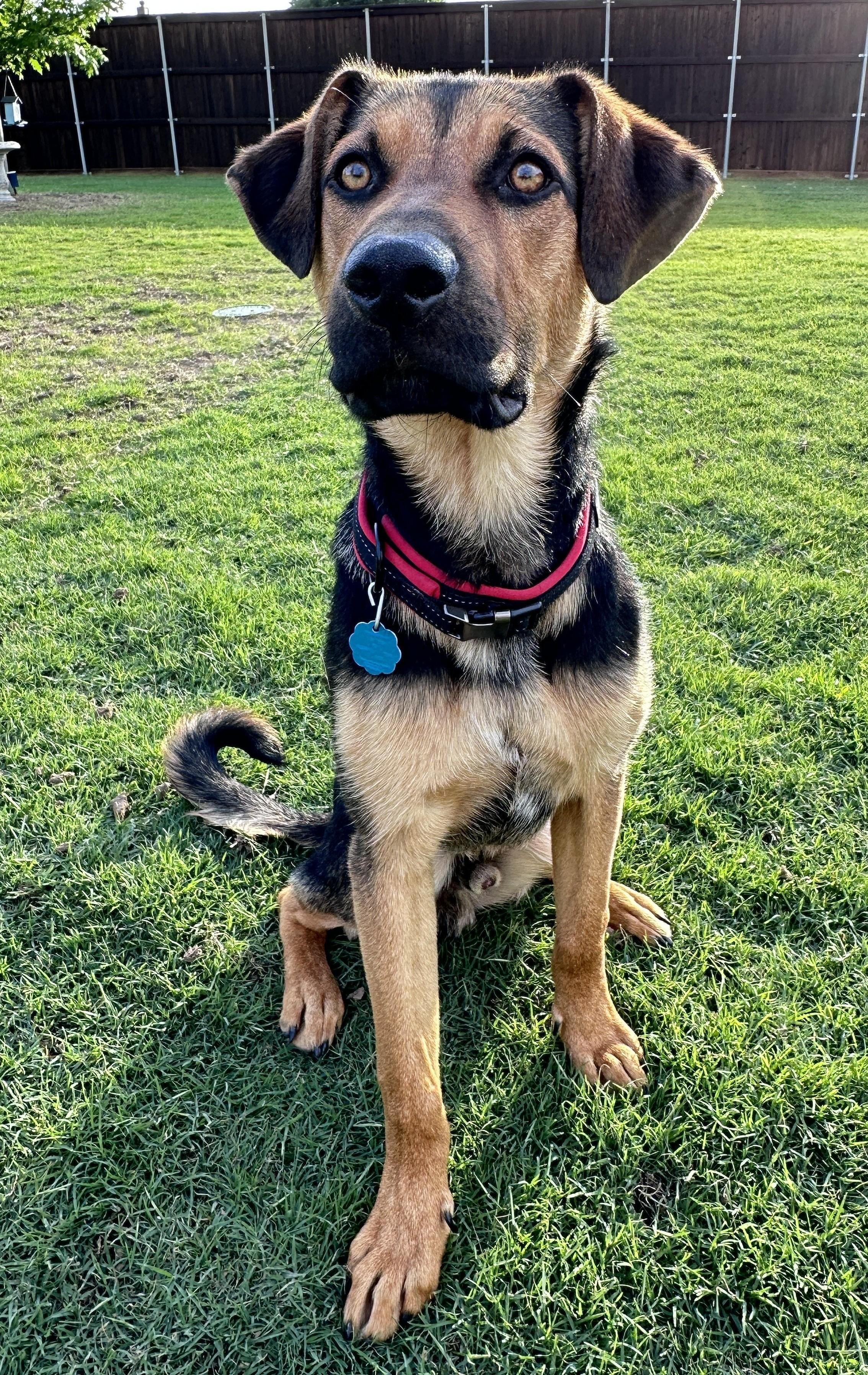 Buddy Philip - EXT MP, Baby Male Shepherd