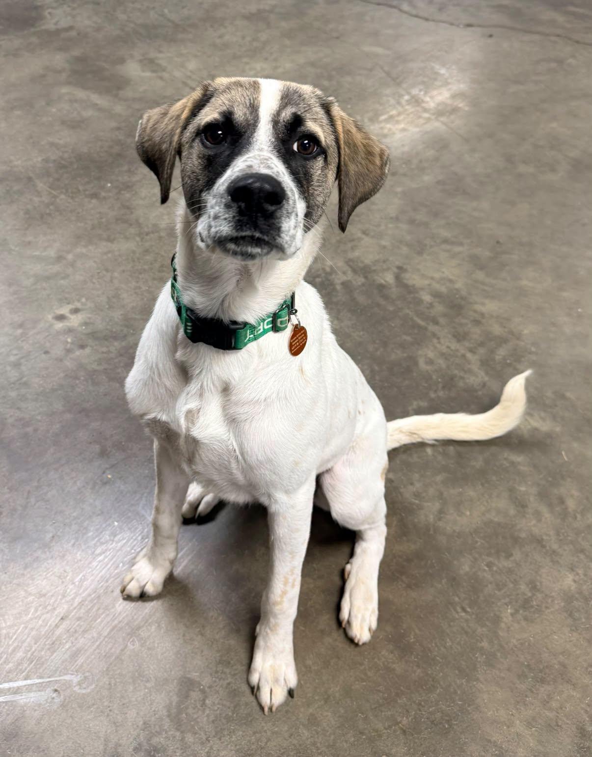 Enlarge Tito, a Adoptable mixed breed in Indianapolis, IN image 1/4
