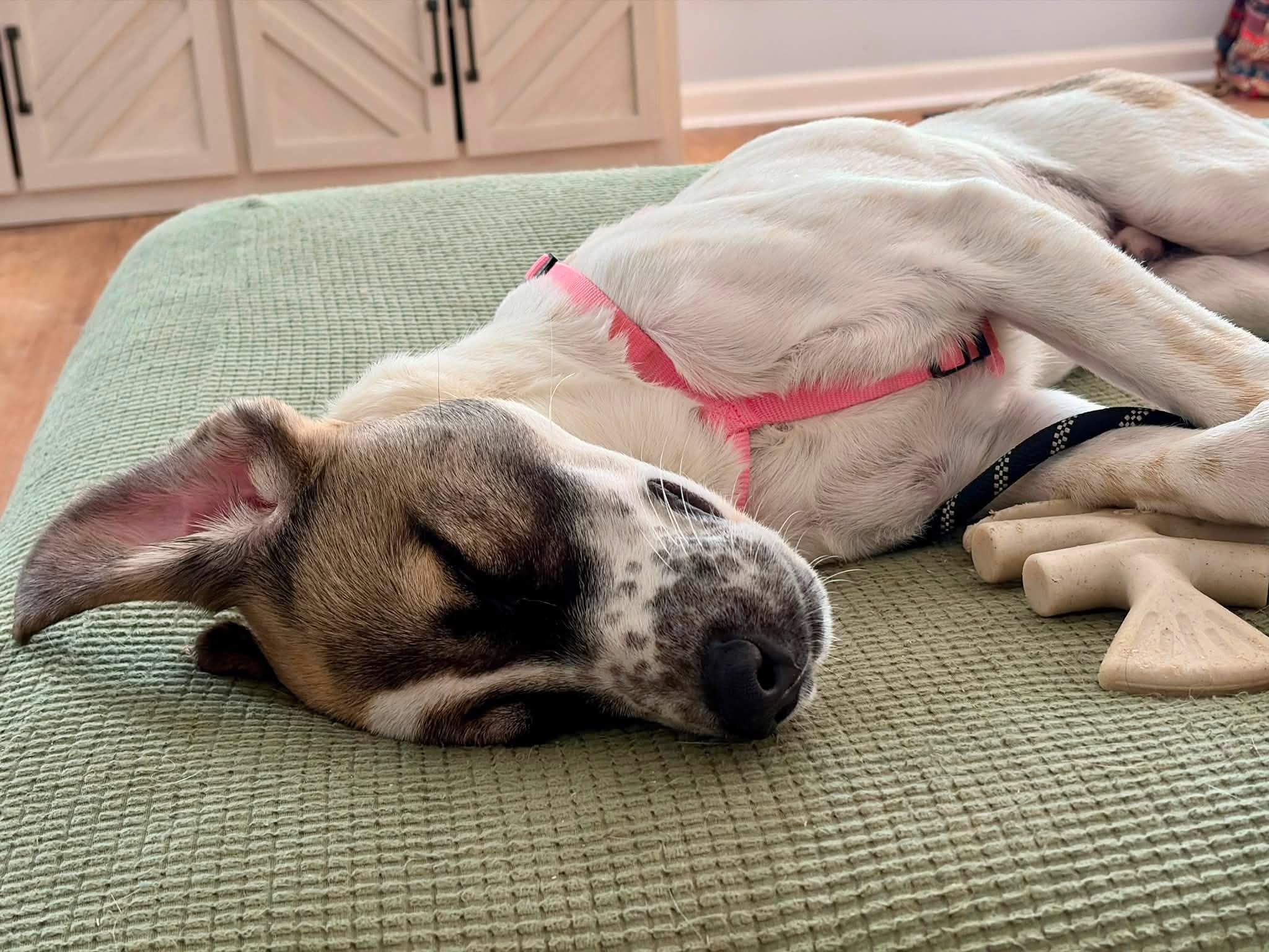 Enlarge Tito, a Adoptable mixed breed in Indianapolis, IN image 3/4