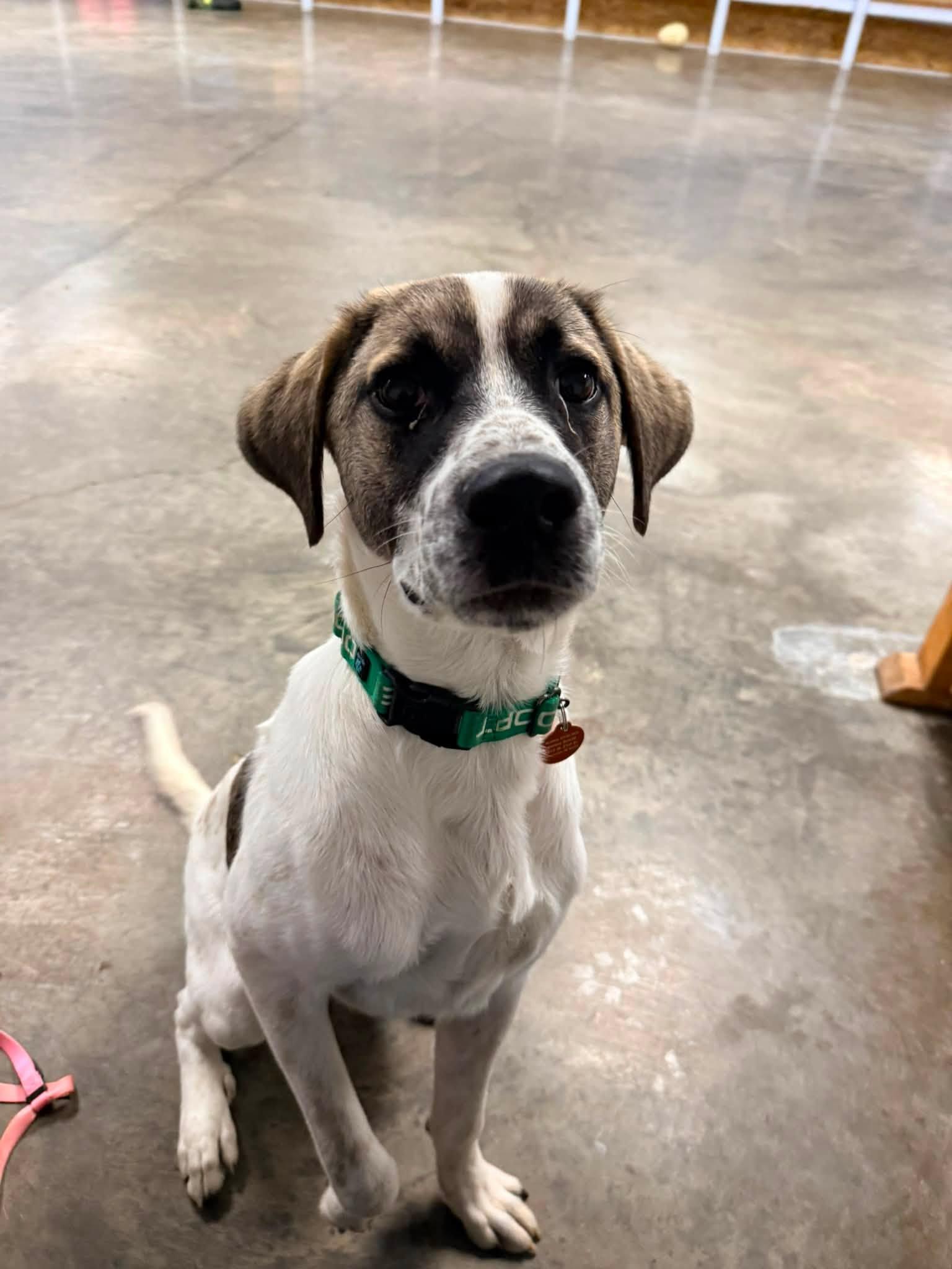 Enlarge Tito, a Adoptable mixed breed in Indianapolis, IN image 4/4