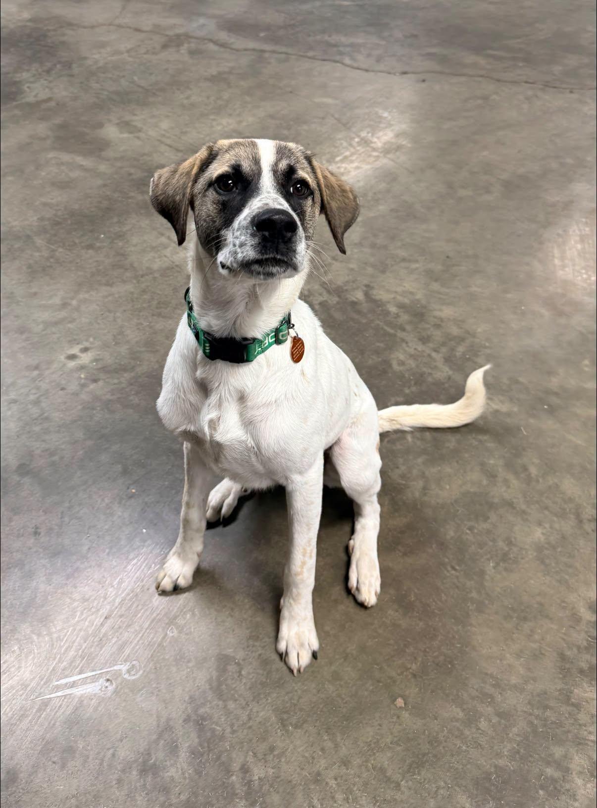 Enlarge Tito, a Adoptable mixed breed in Indianapolis, IN image 2/4