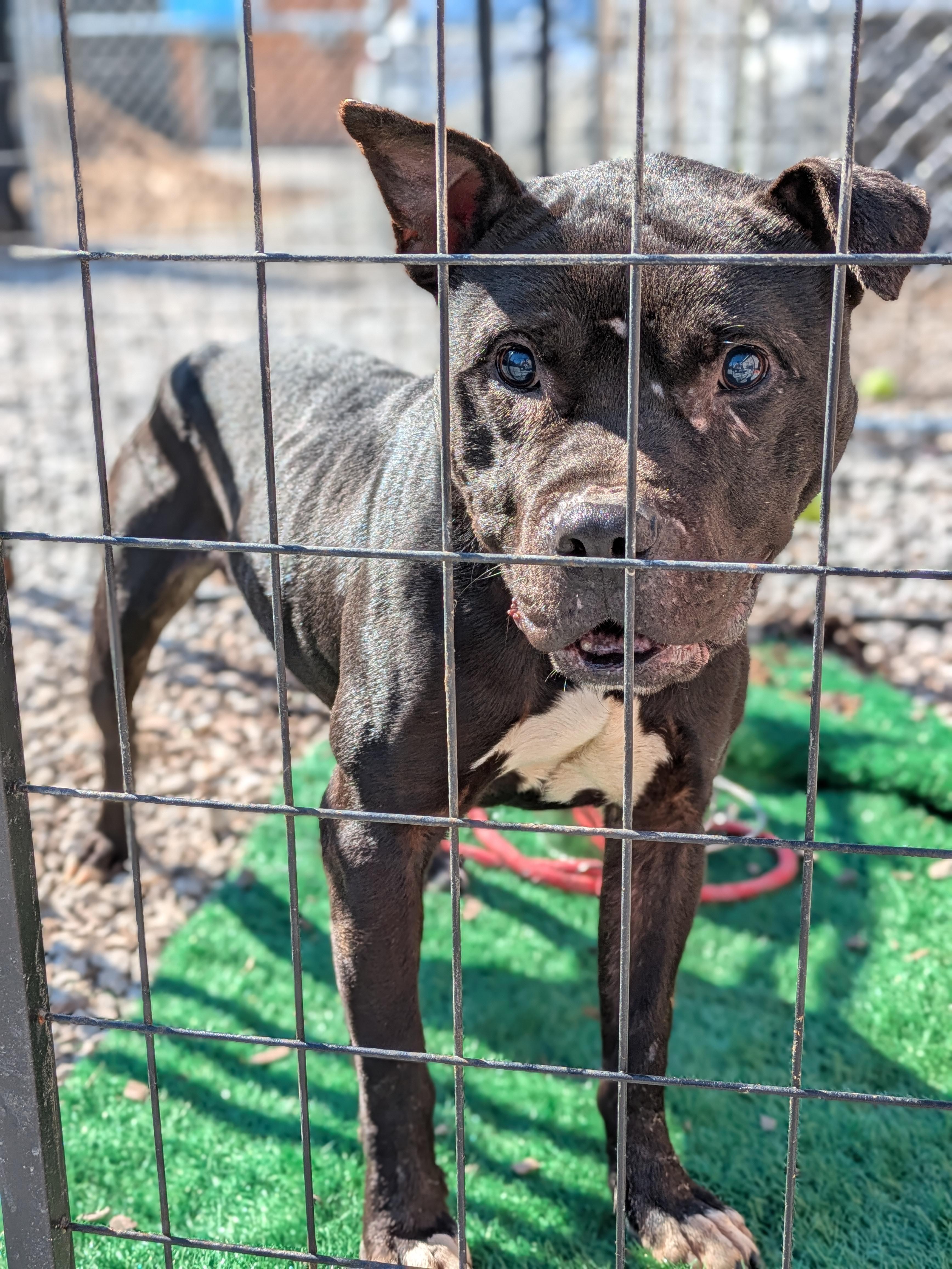 Enlarge Coal, a ADOPTABLE Mixed Breed in Huntsville, AL image 3/3