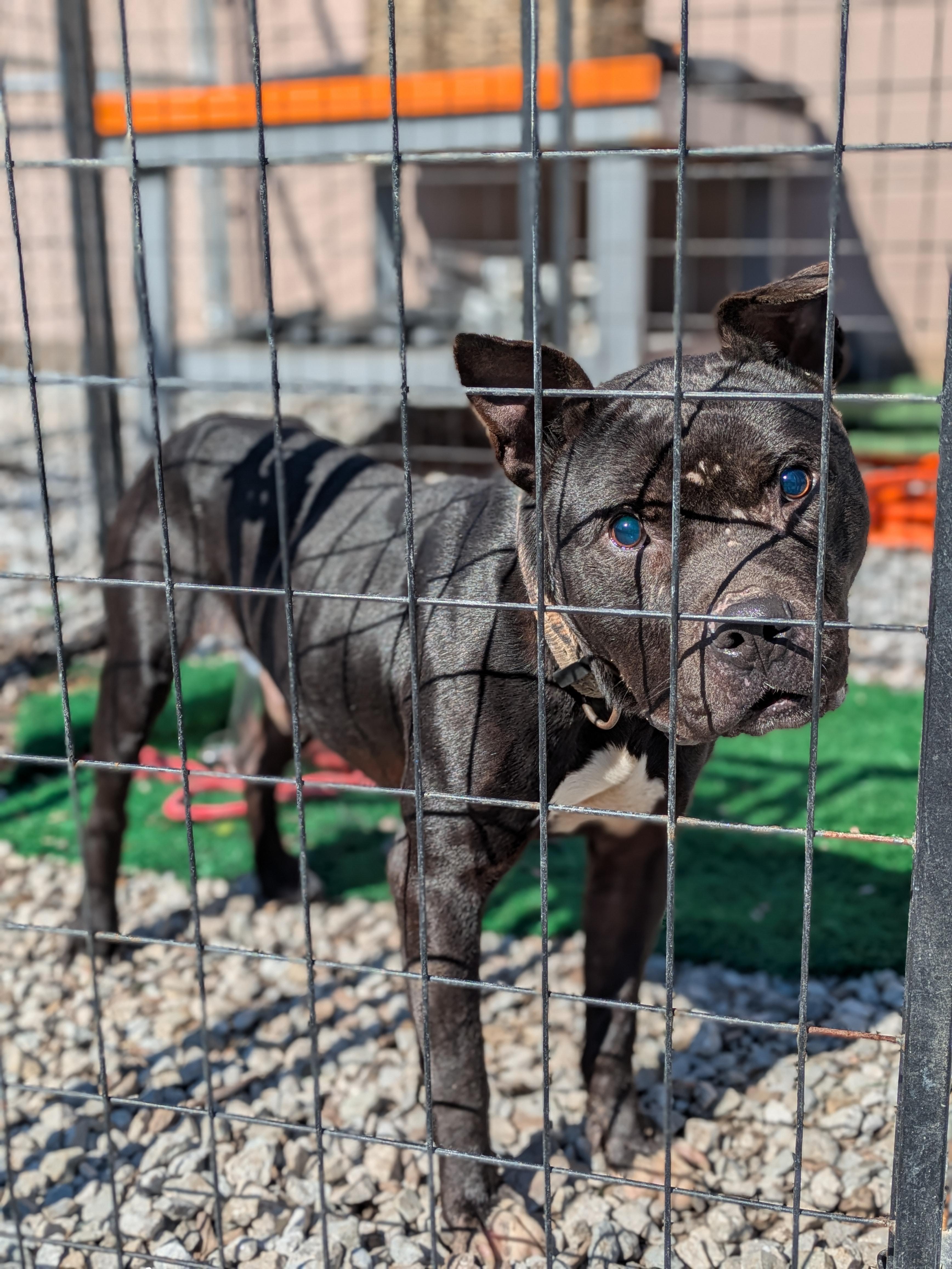 Enlarge Coal, a ADOPTABLE Mixed Breed in Huntsville, AL image 2/3