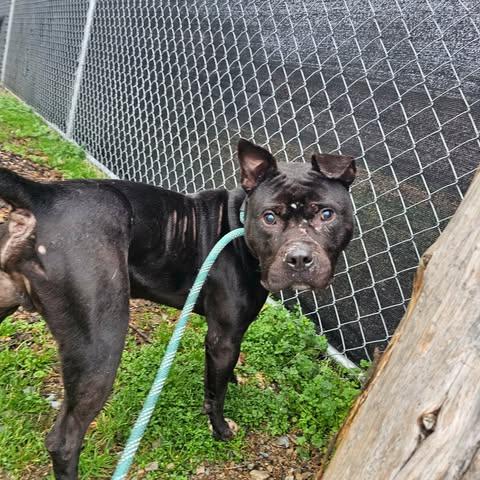 Enlarge Coal, a ADOPTABLE Mixed Breed in Huntsville, AL image 1/3