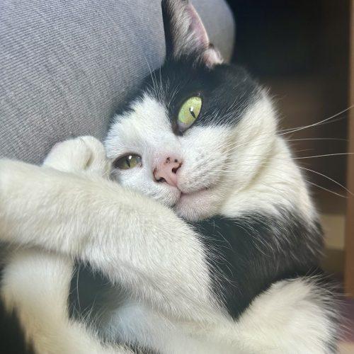 Carlotta, Adoptable, Adult Female Tuxedo & Domestic Short Hair.