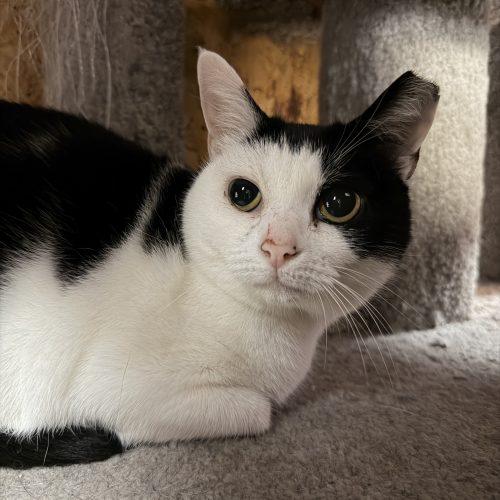 Enlarge Carlotta, a Adoptable mixed breed in Knoxville, TN image 2/6