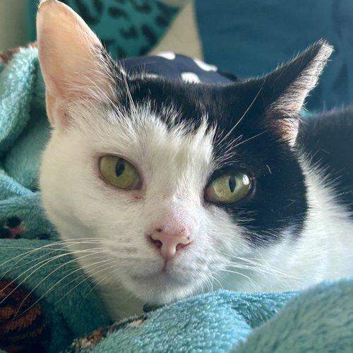Enlarge Carlotta, a Adoptable mixed breed in Knoxville, TN image 3/6