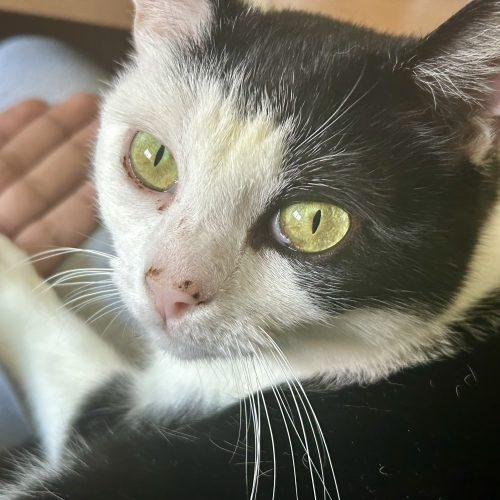 Enlarge Carlotta, a Adoptable mixed breed in Knoxville, TN image 4/6