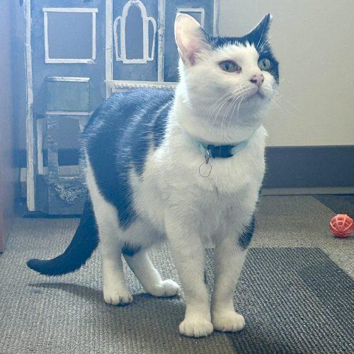 Enlarge Carlotta, a Adoptable mixed breed in Knoxville, TN image 5/6