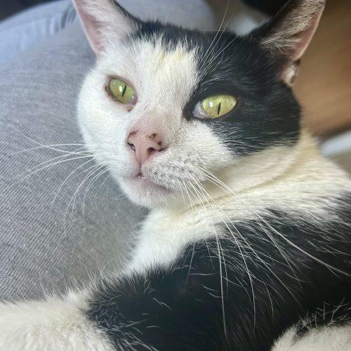 Enlarge Carlotta, a Adoptable mixed breed in Knoxville, TN image 6/6