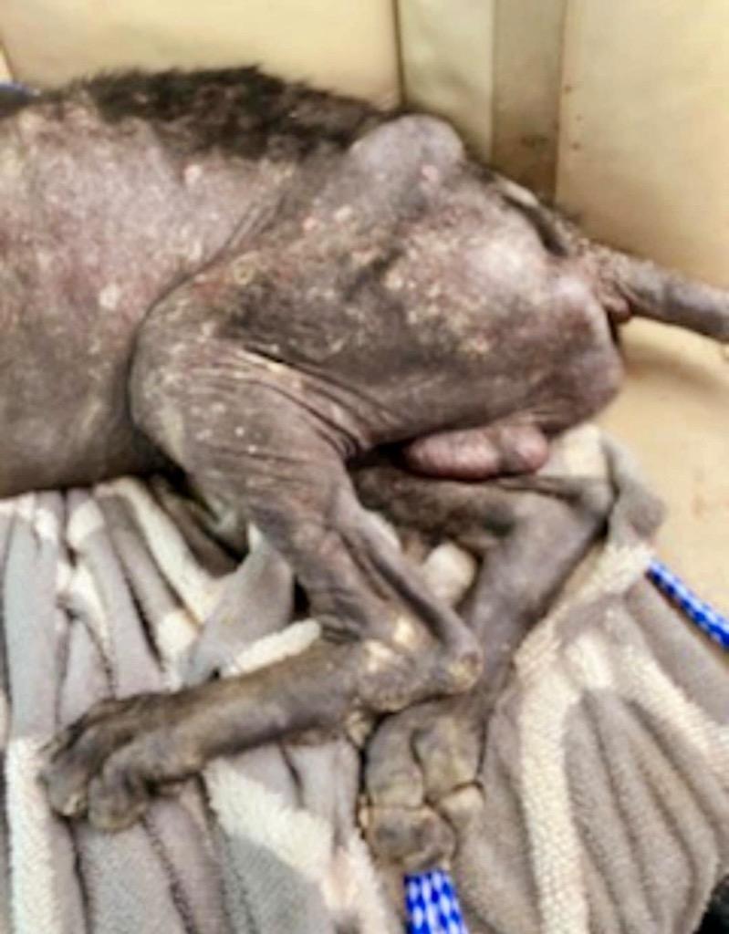 Enlarge Michelob, a Adopted Hound in Fort Myers, FL image 1/6