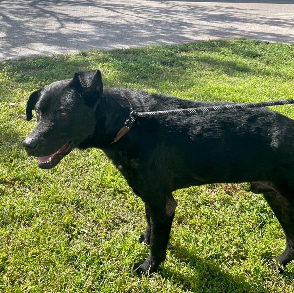 Enlarge Michelob, a Adopted Hound in Fort Myers, FL image 3/6