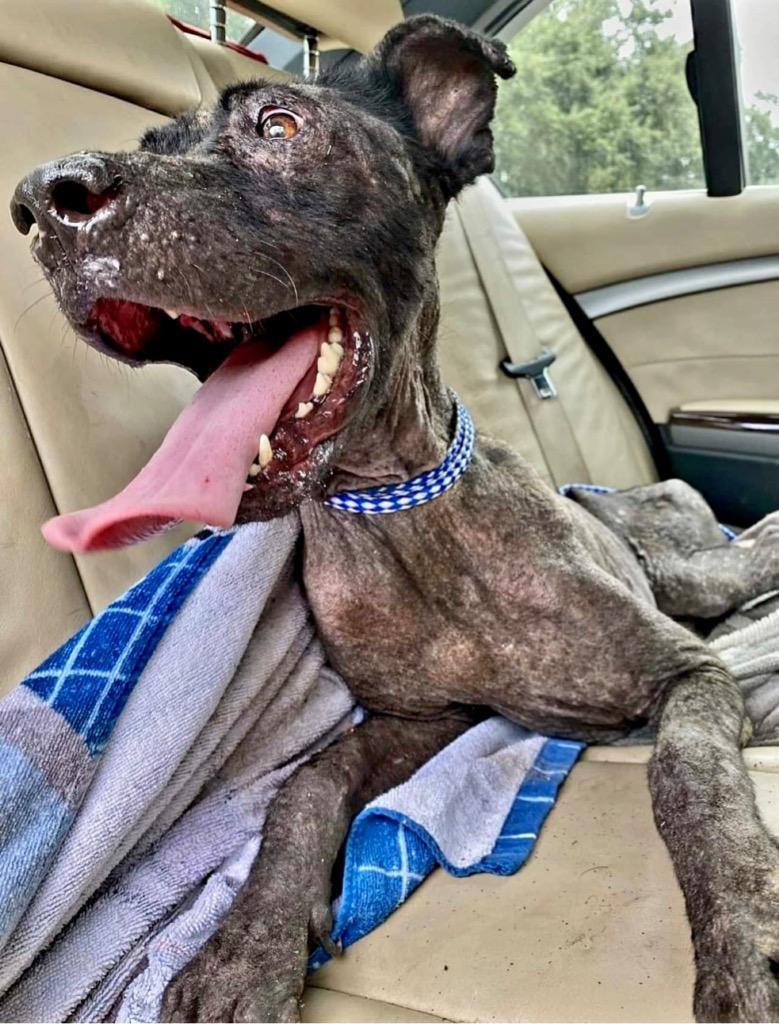 Enlarge Michelob, a Adopted Hound in Fort Myers, FL image 4/6