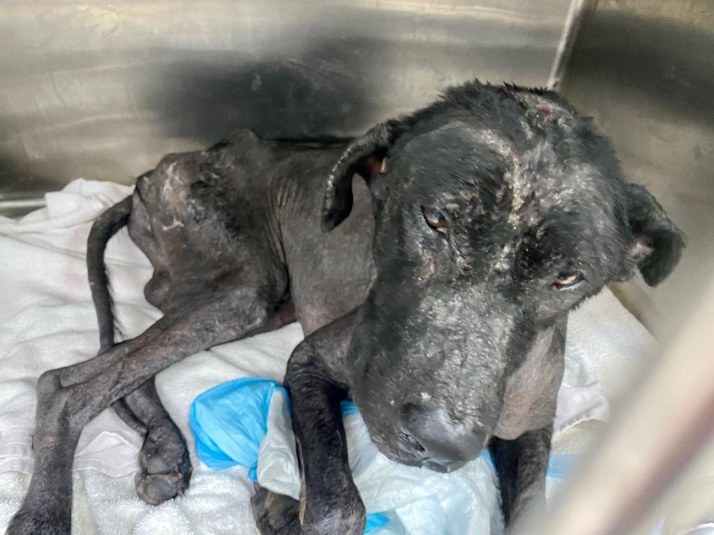 Enlarge Michelob, a Adopted Hound in Fort Myers, FL image 5/6