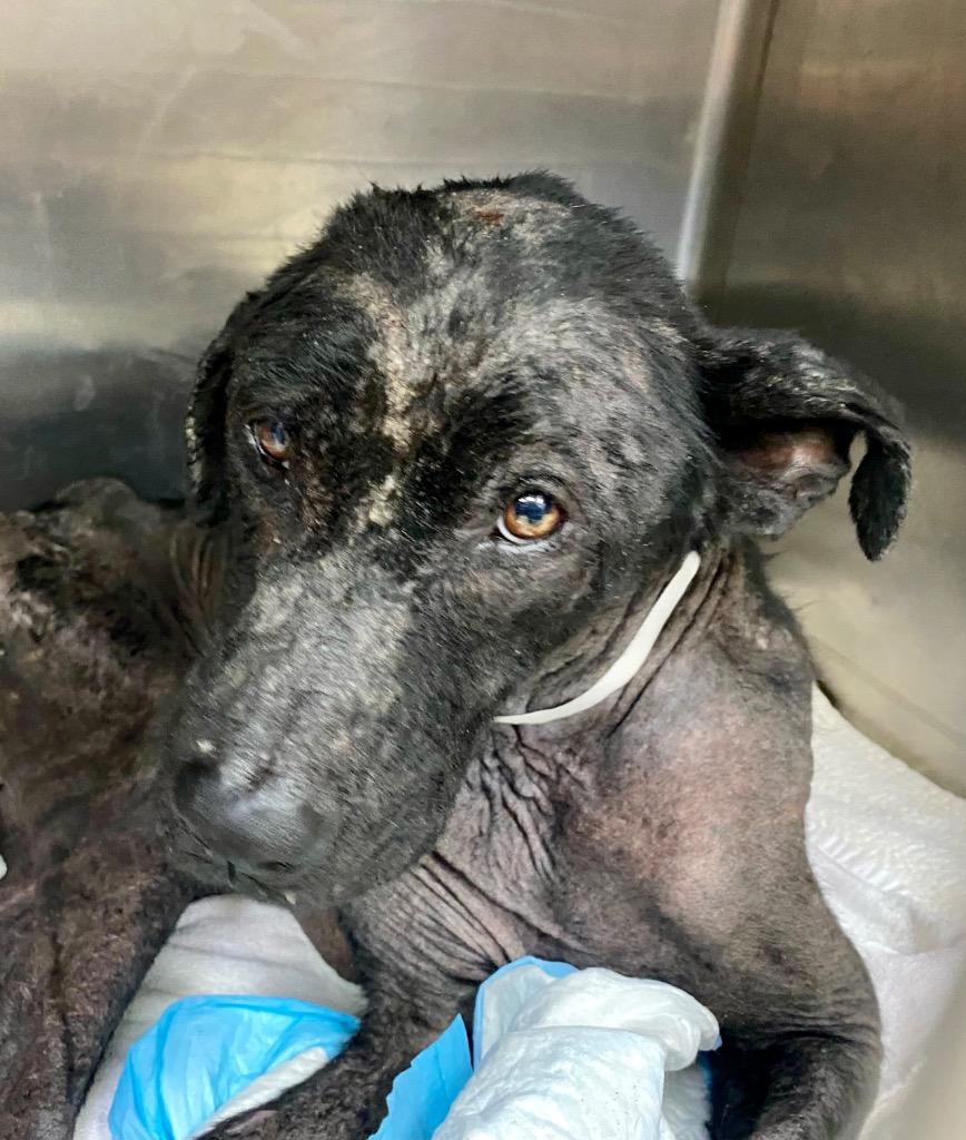 Enlarge Michelob, a Adopted Hound in Fort Myers, FL image 6/6