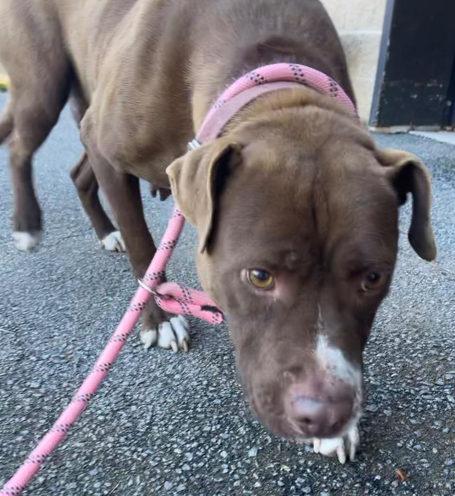 Lindzy, Adoptable, Young Female Mixed Breed.