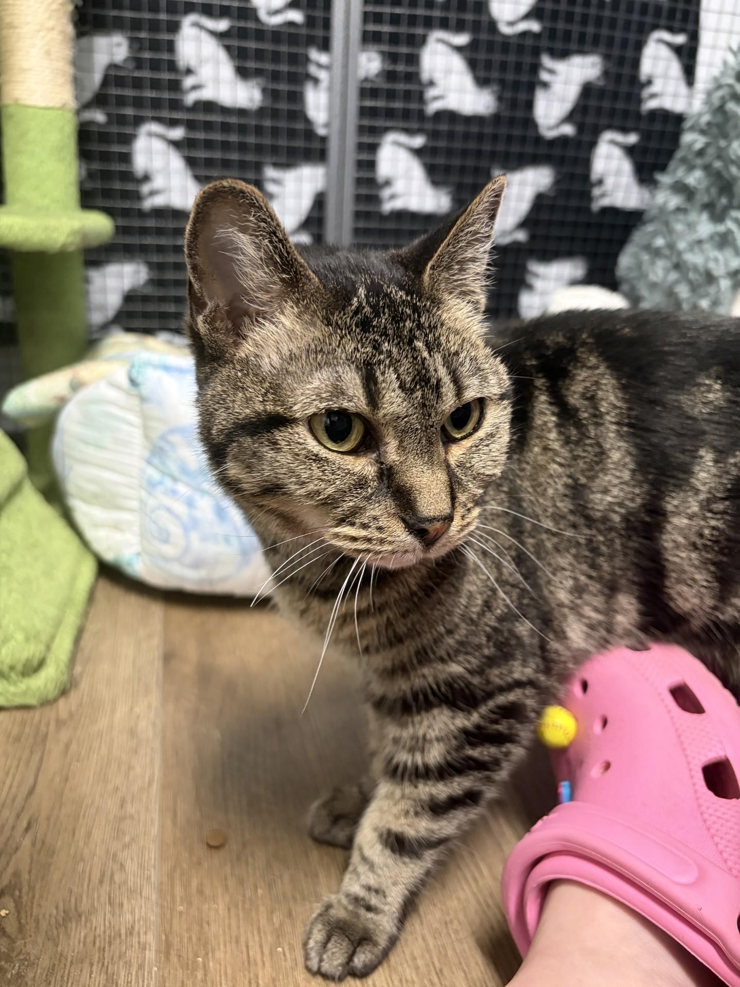 Millie, ADOPTABLE, Senior Female Domestic Short Hair.