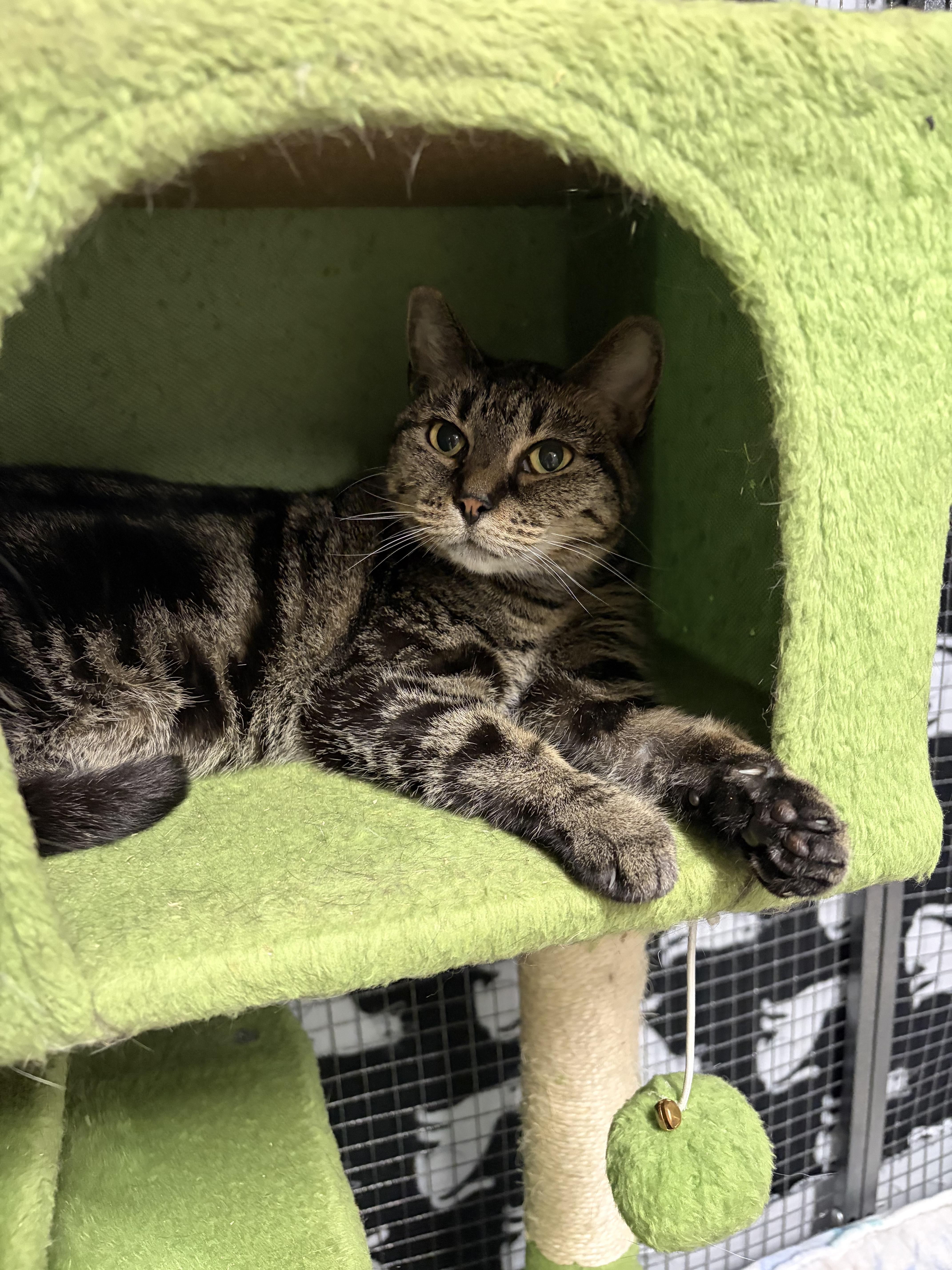 Millie, a ADOPTABLE Domestic Short Hair in Orleans, VT image 2/2