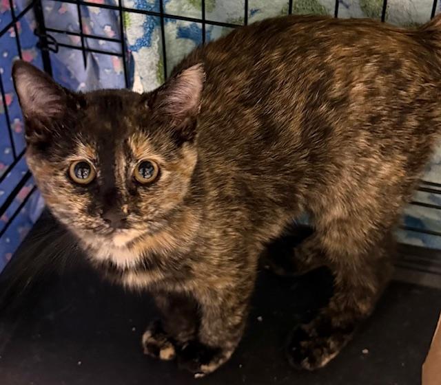 Fauna, ADOPTABLE, Young Female Domestic Short Hair.