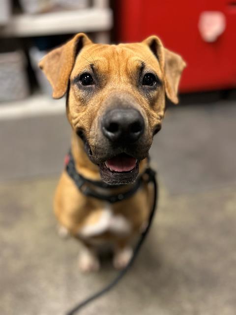 Enlarge NYX, a Adoptable Mixed Breed in Jacksonville, FL image 1/1