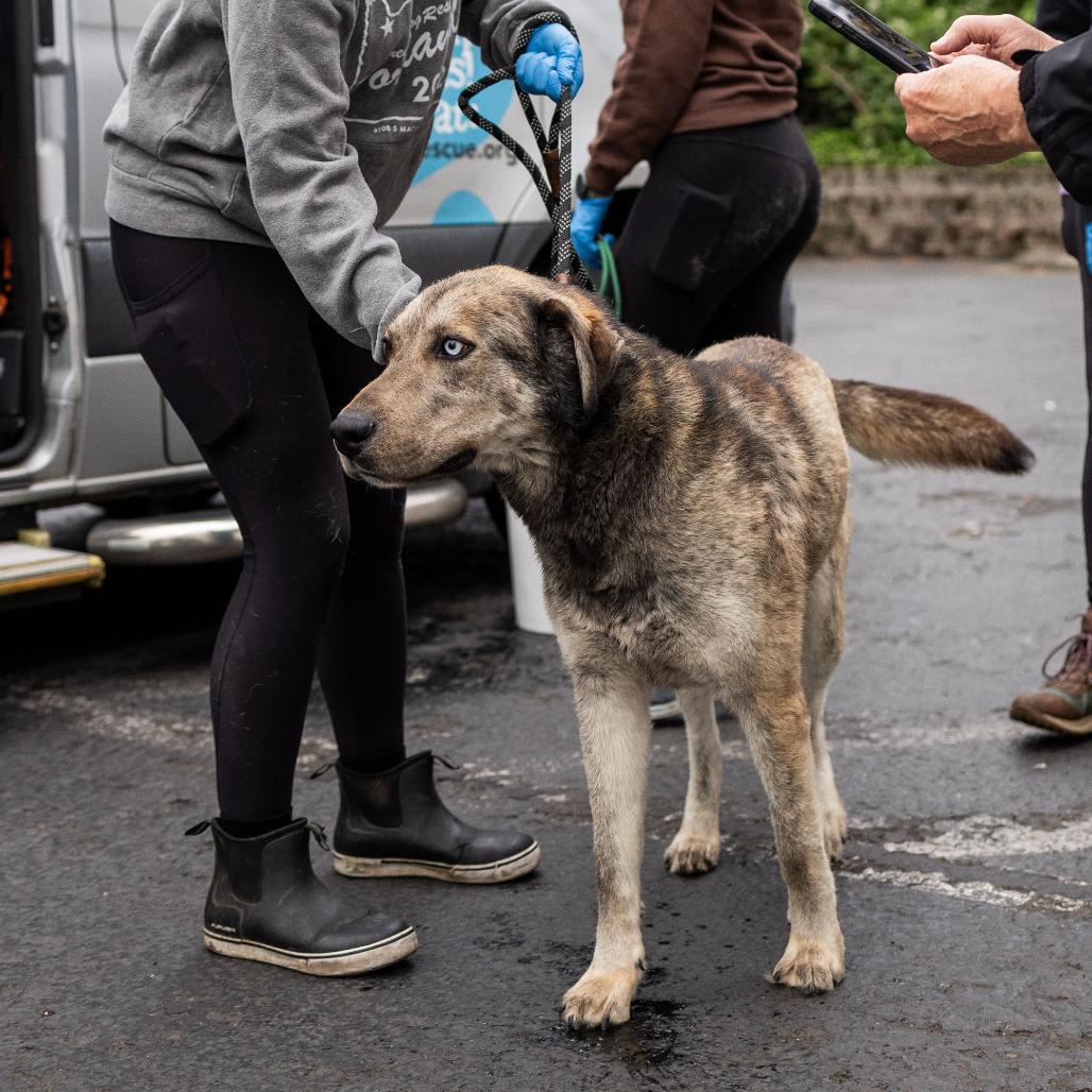 Enlarge Arthur, a Adoptable Mixed Breed in Portland, OR image 1/4