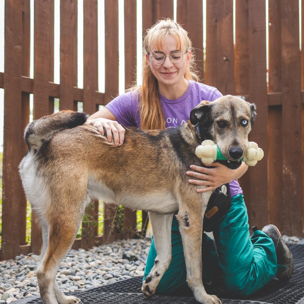 Enlarge Arthur, a Adoptable Mixed Breed in Portland, OR image 2/4