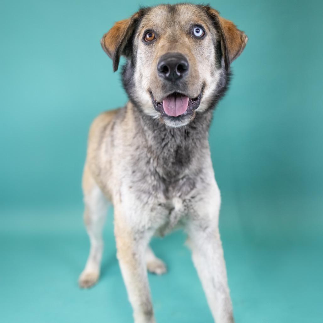 Enlarge Arthur, a Adoptable Mixed Breed in Portland, OR image 3/4