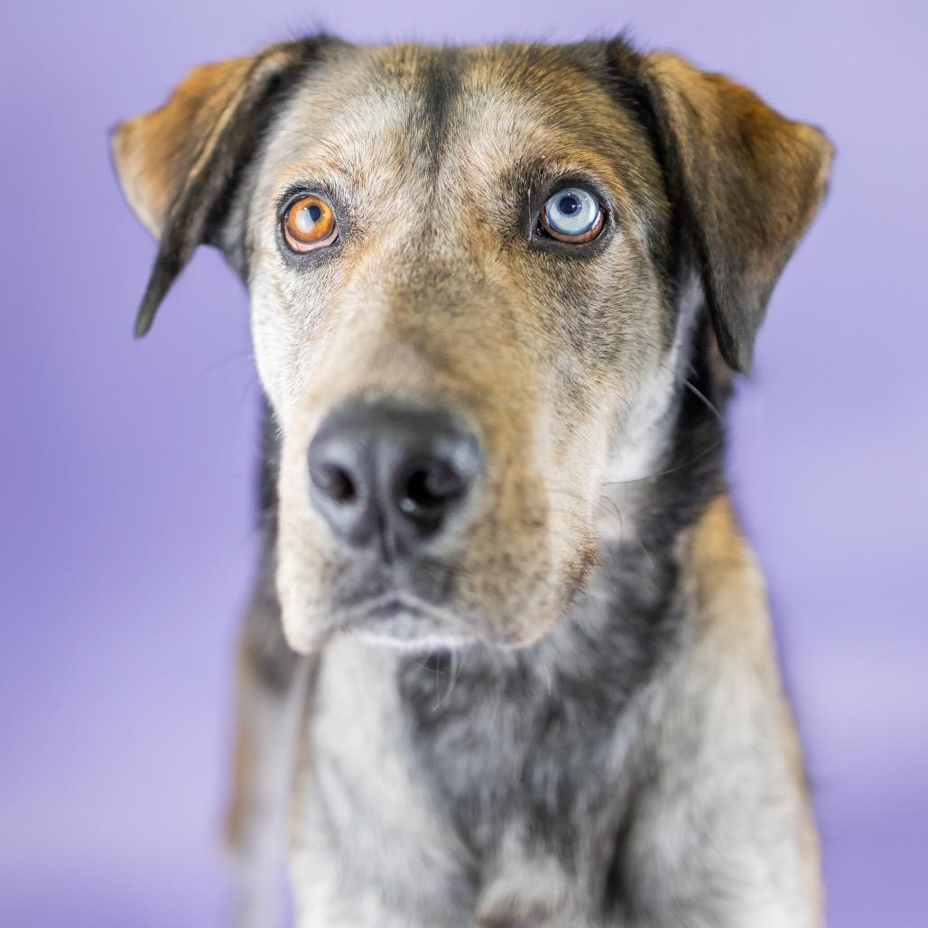 Enlarge Arthur, a Adoptable Mixed Breed in Portland, OR image 4/4