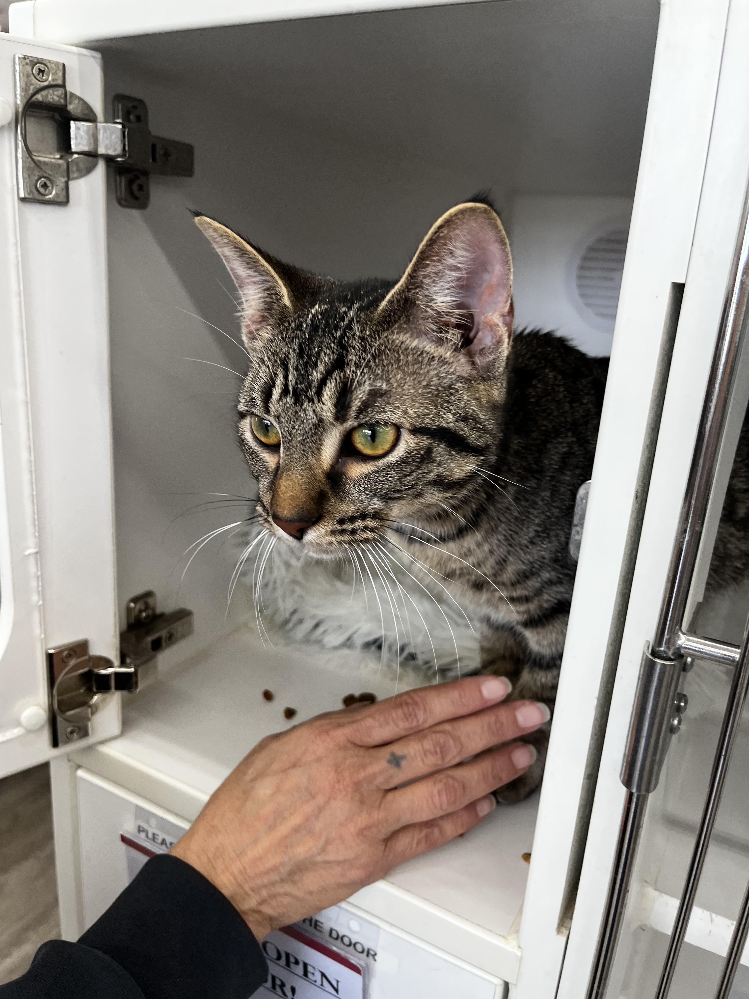 Enlarge Gamma - Adopted 10/3/26, a Adopted Tabby in Woodhaven, MI image 2/4