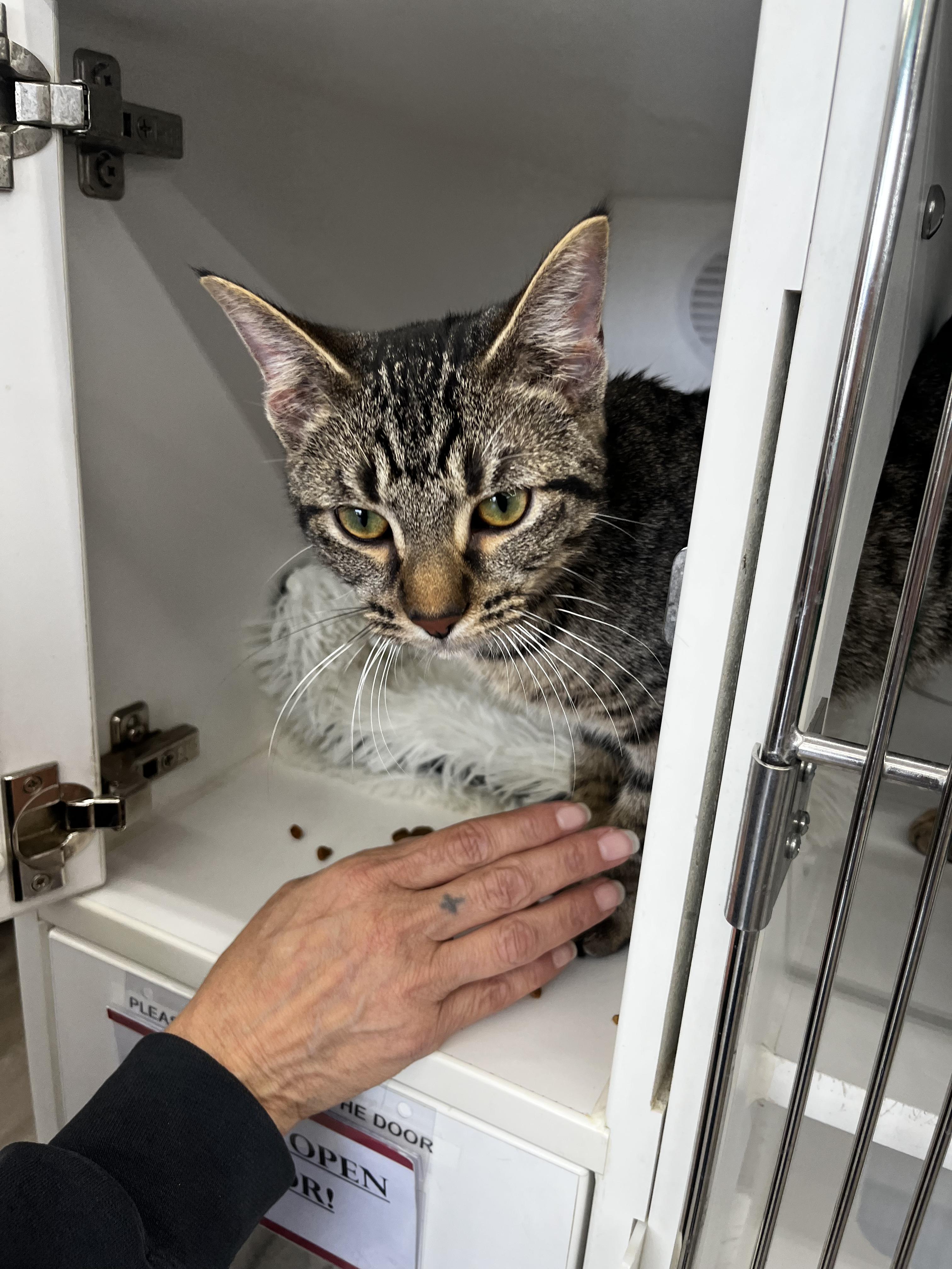 Enlarge Gamma - Adopted 10/3/26, a Adopted Tabby in Woodhaven, MI image 3/4