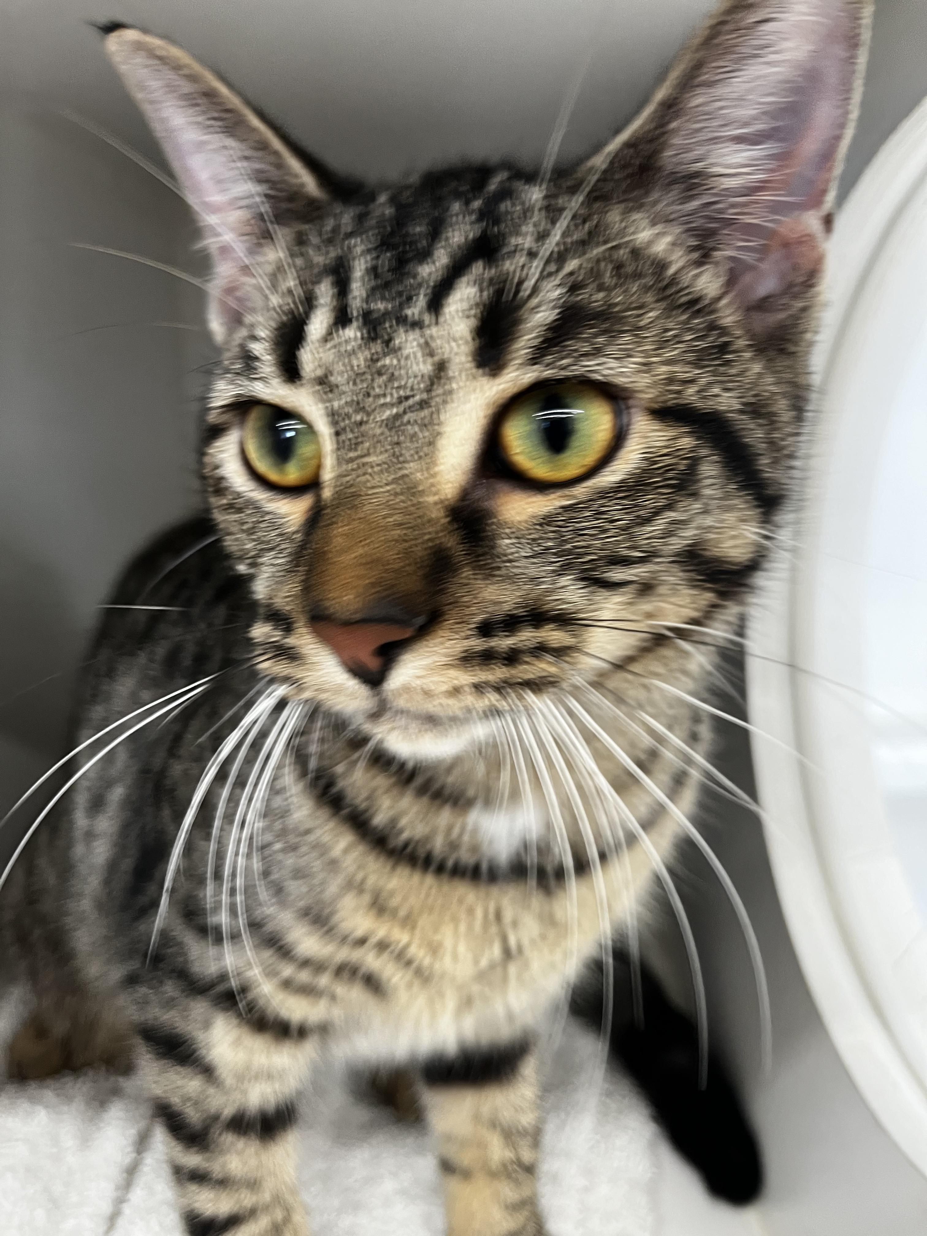 Gamma - Adopted 10/3/26, Adopted, Young Female Tabby.