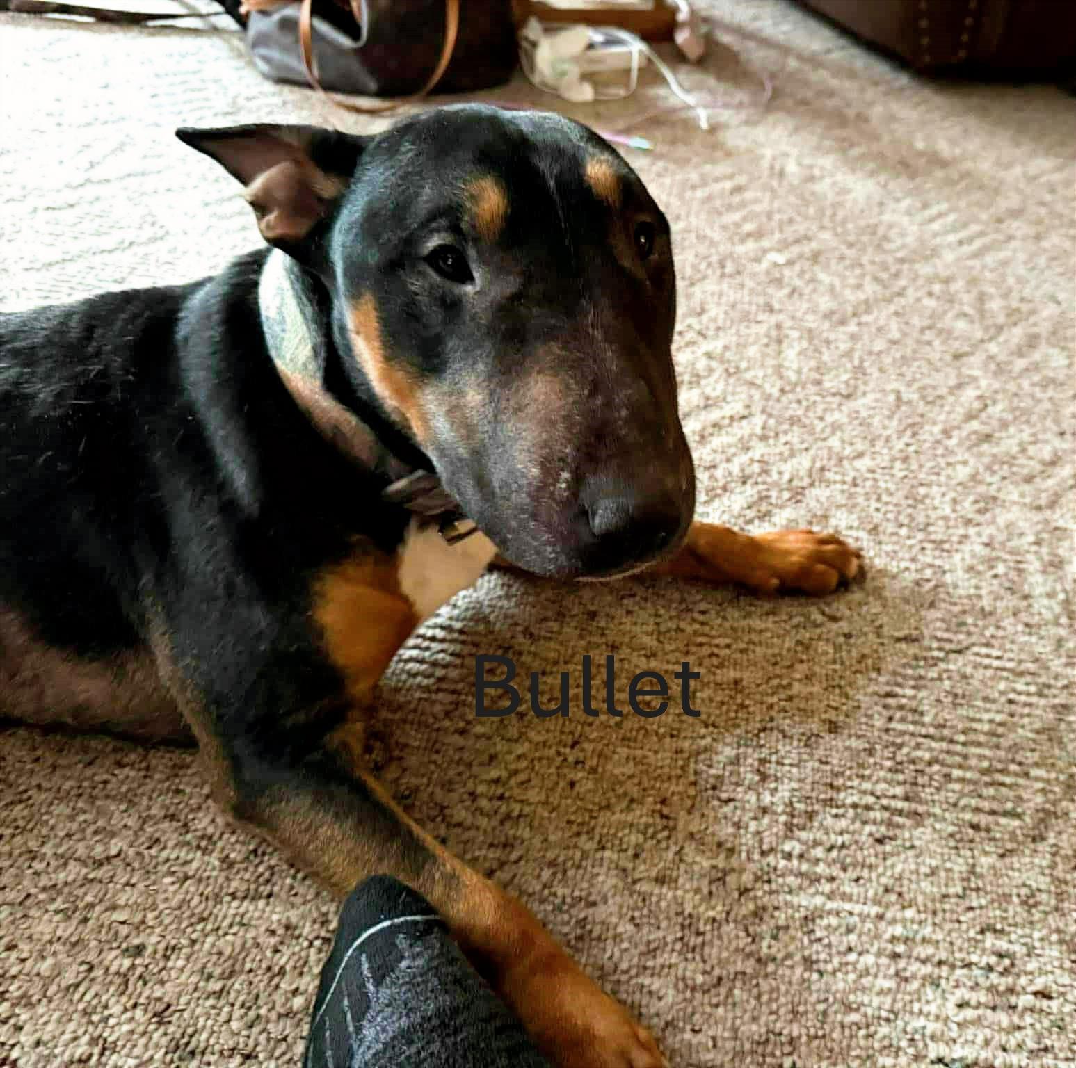 Enlarge Bullet, an adopted Bull Terrier in Lewiston, ID image 2/3