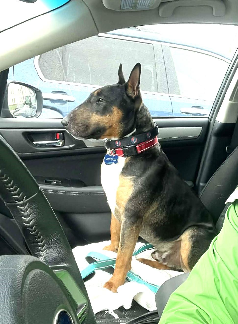 Enlarge Bullet, an adopted Bull Terrier in Lewiston, ID image 3/3