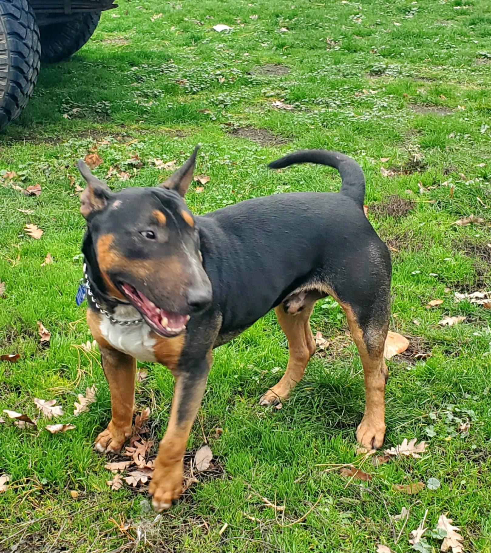 Bullet, adopted, Adult Male Bull Terrier.