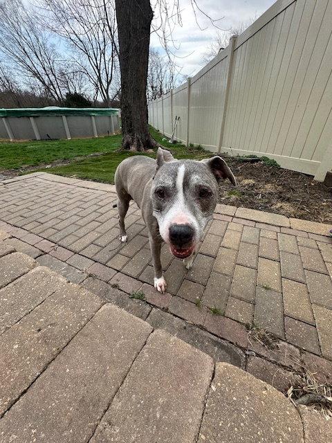 Enlarge Betty Boop, a Adoptable Pit Bull Terrier in Crete, IL image 1/3