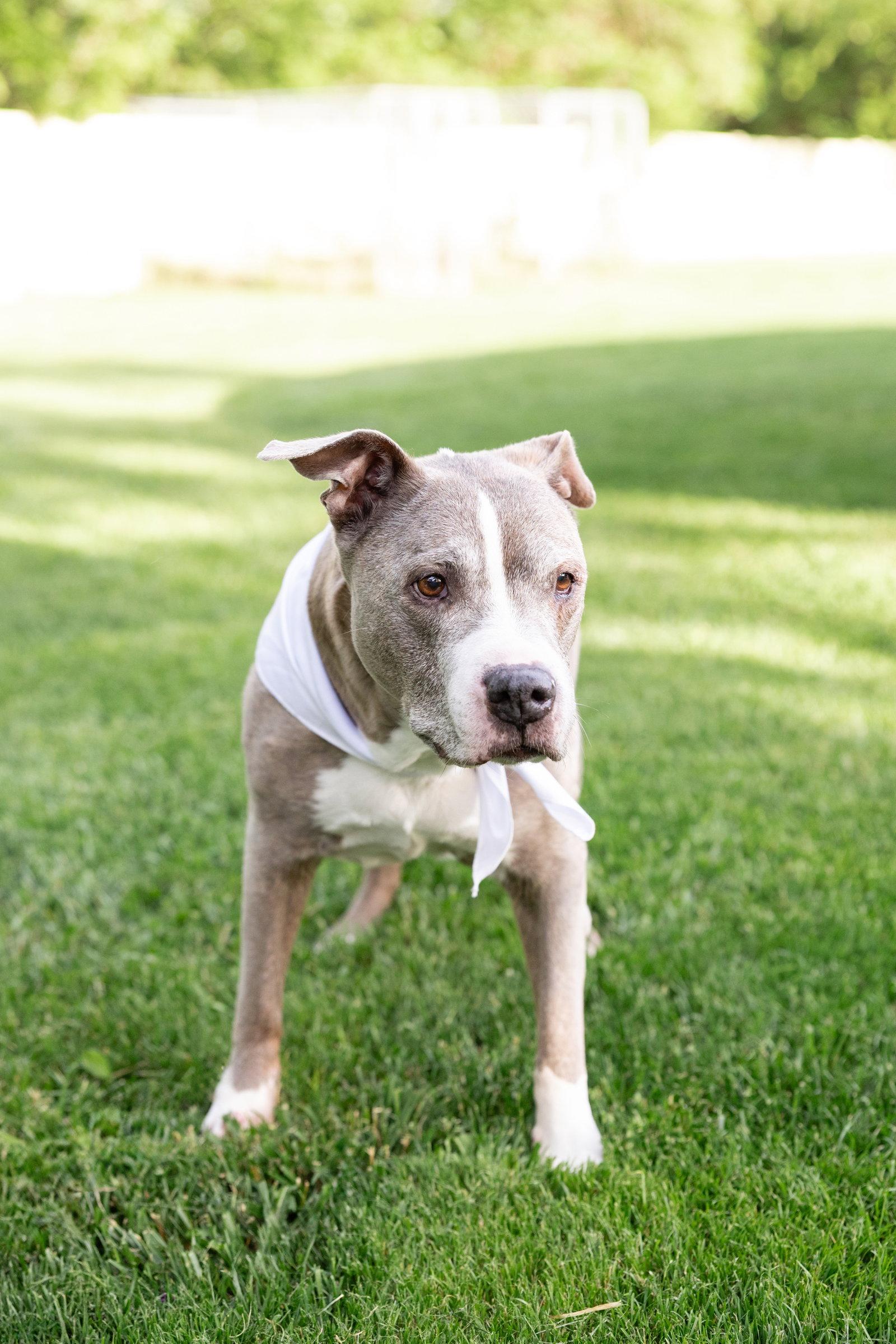 Betty Boop, Adoptable, Senior Female Pit Bull Terrier.