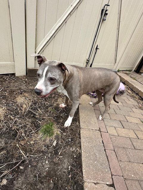 Enlarge Betty Boop, a Adoptable Pit Bull Terrier in Crete, IL image 2/3