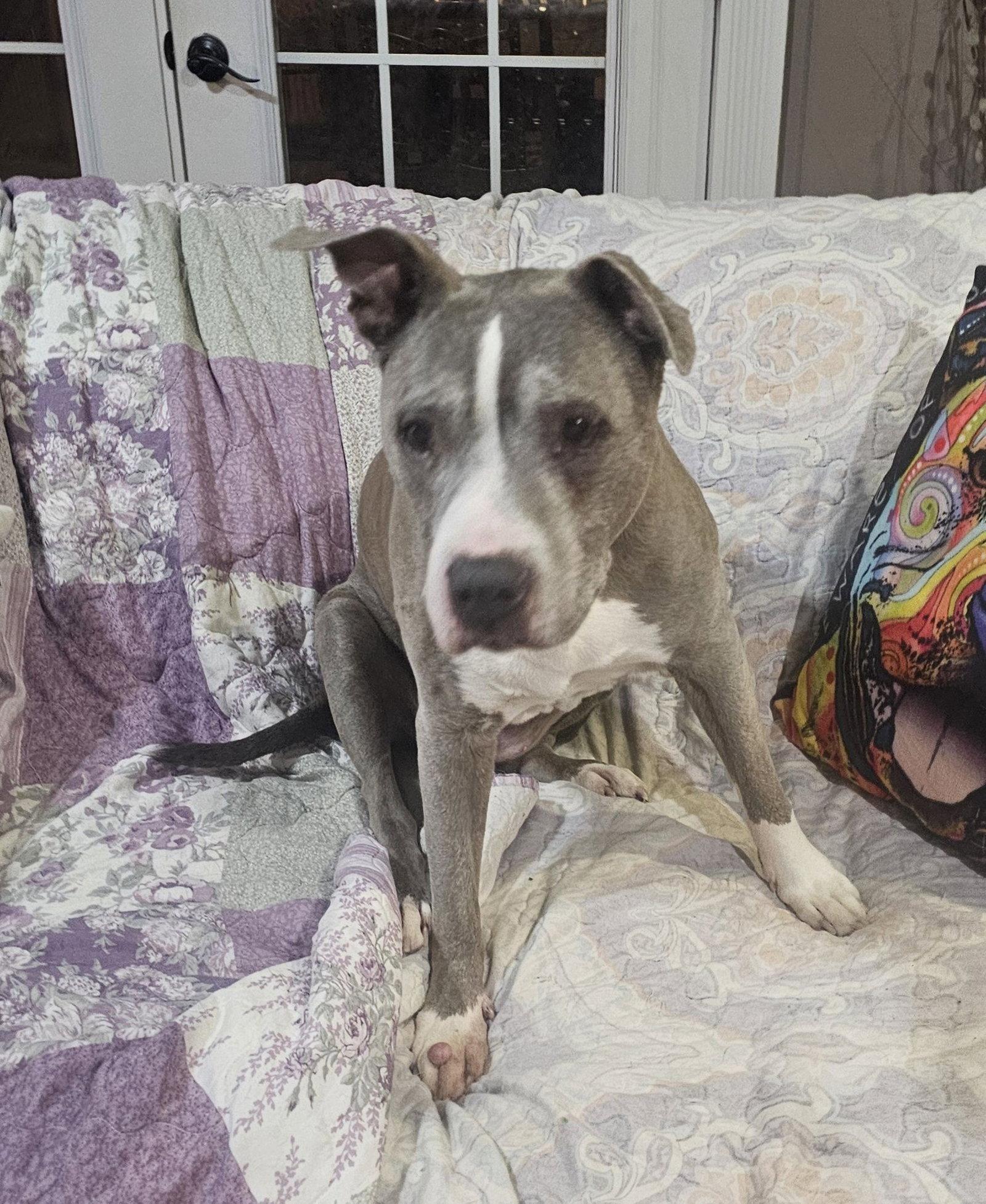 Enlarge Betty Boop, a Adoptable Pit Bull Terrier in Crete, IL image 3/3