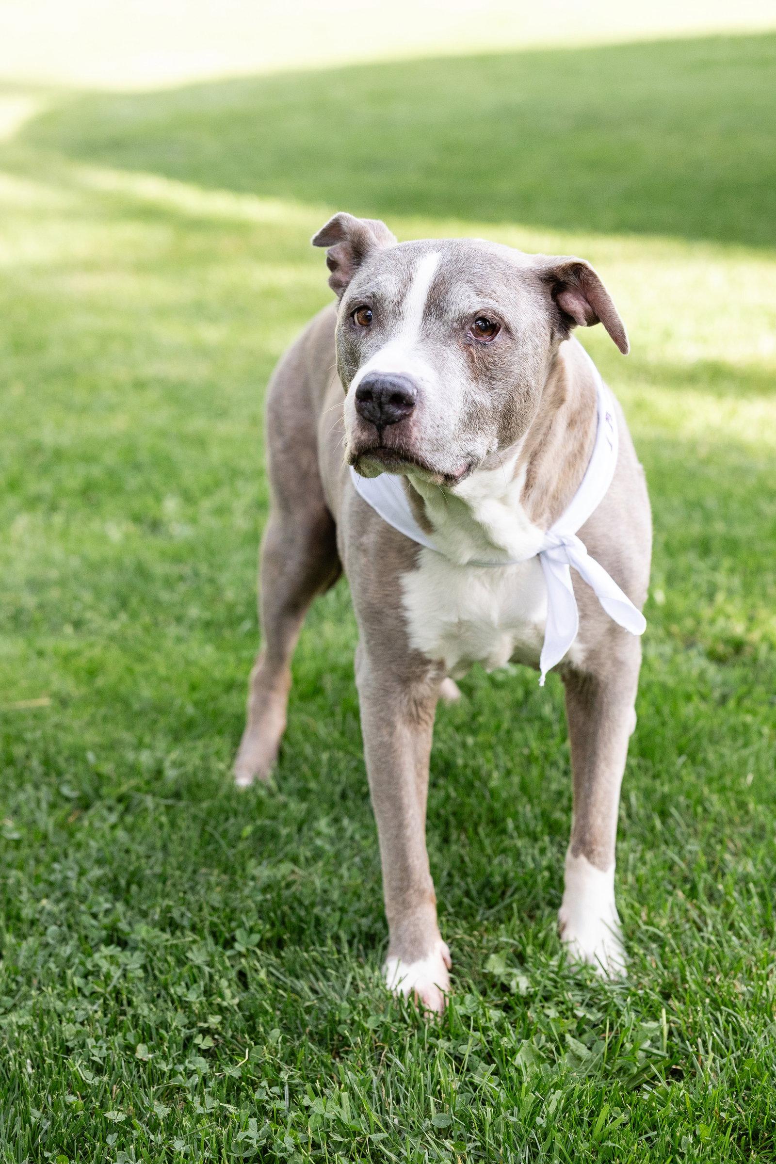 Betty Boop, a Adoptable Pit Bull Terrier in Crete, IL image 1/3