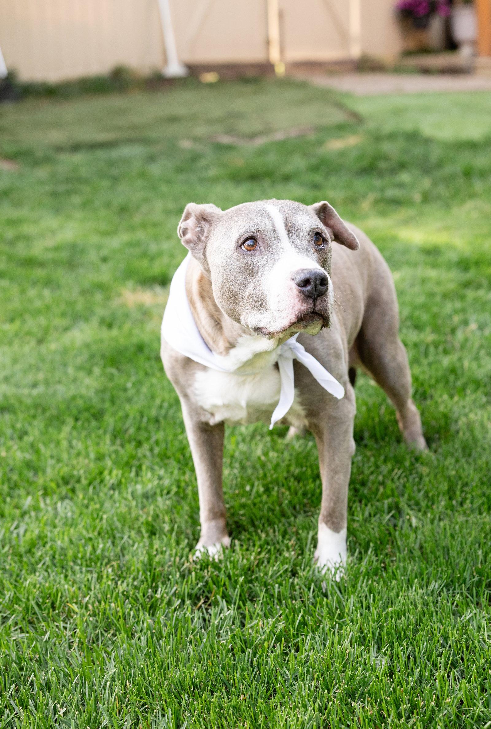 Enlarge Betty Boop, a Adoptable Pit Bull Terrier in Crete, IL image 2/3