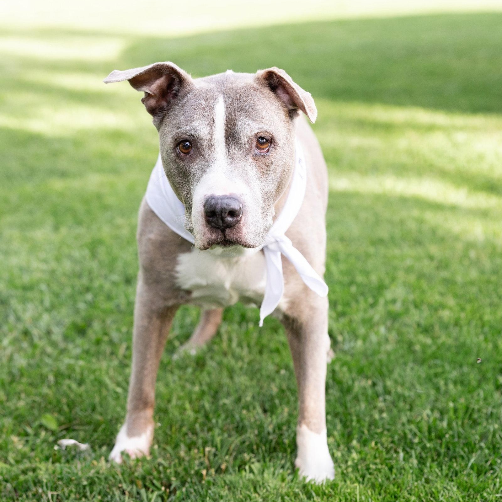 Betty Boop, Adoptable, Senior Female Pit Bull Terrier.