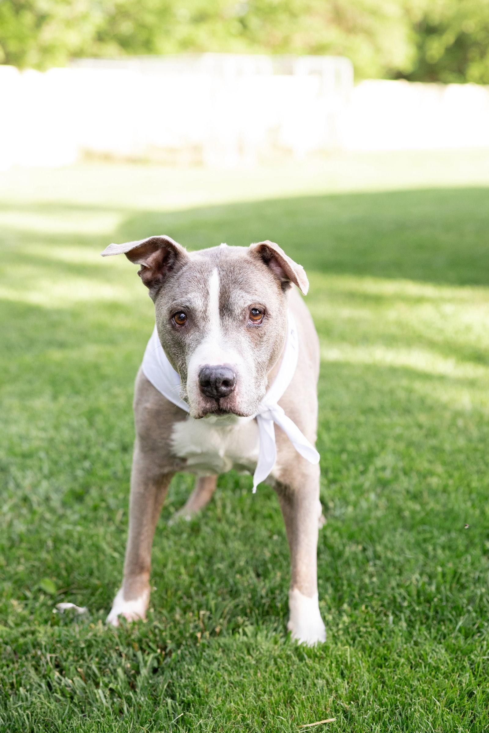 Enlarge Betty Boop, a Adoptable Pit Bull Terrier in Crete, IL image 3/3