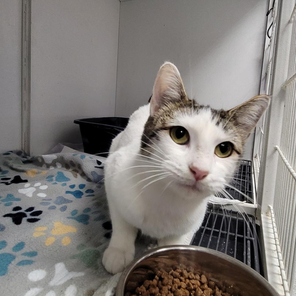 Tala, Adoptable, Young Female Domestic Short Hair.