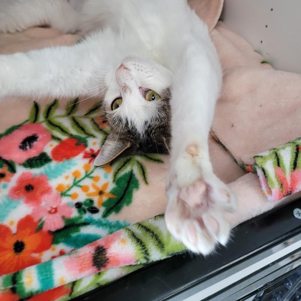 Enlarge Tala, a Adoptable Domestic Short Hair in Duncan, OK image 2/6