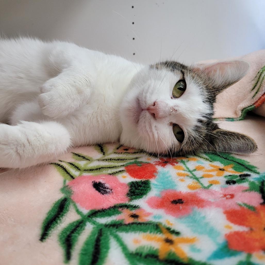 Enlarge Tala, a Adoptable Domestic Short Hair in Duncan, OK image 3/6